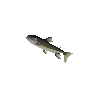 Leaping trout