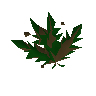 Grimy dwarf weed