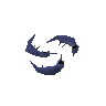 Anchovies
