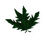 Clean toadflax