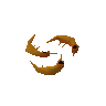 Shrimps
